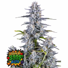 Super Boof Auto > Fast Buds
